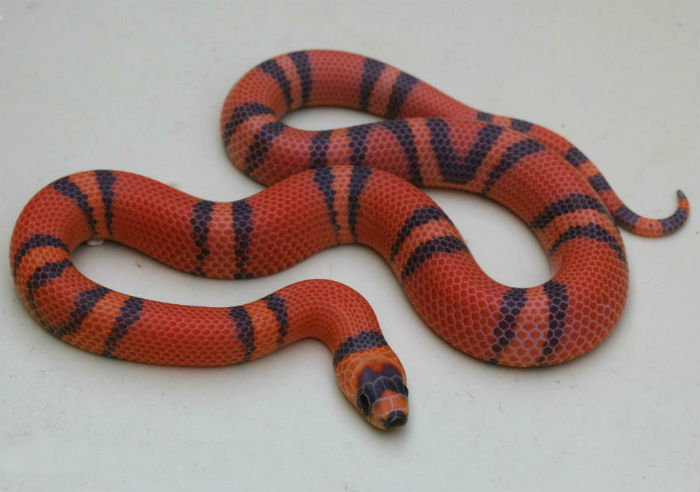 Honduran Milk Snake